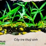 Cây Tre Thuỷ Sinh