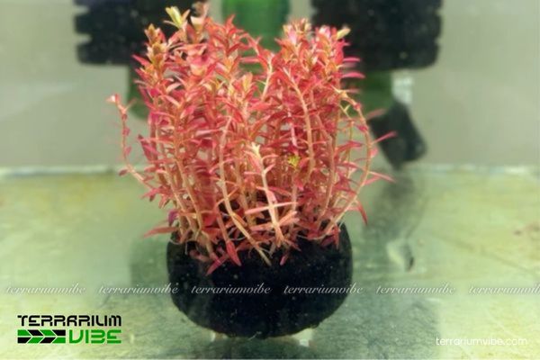 Cây Vẩy Ốc H'ra 1 Đặc điểm hình thái và phân loại học của cây Vẩy Ốc H'ra