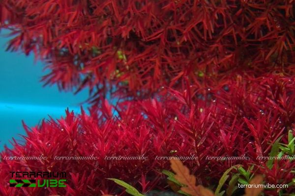 Cây Vẩy Ốc H'ra 3 Cây Vẩy Ốc H'ra mềm mại dễ thích nghi hợp nhiều kiểu terrarium