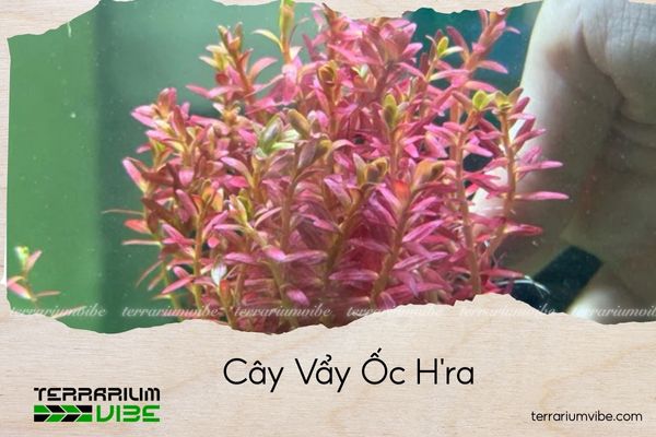 cay-vay-oc-hra cây vẩy ốc h'ra