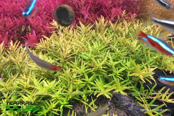 Cây Vảy Ốc Vàng 2 Ốc Vàng là cây thủy sinh Ấn Độ, ưa vùng ẩm và ánh sáng dồi dào