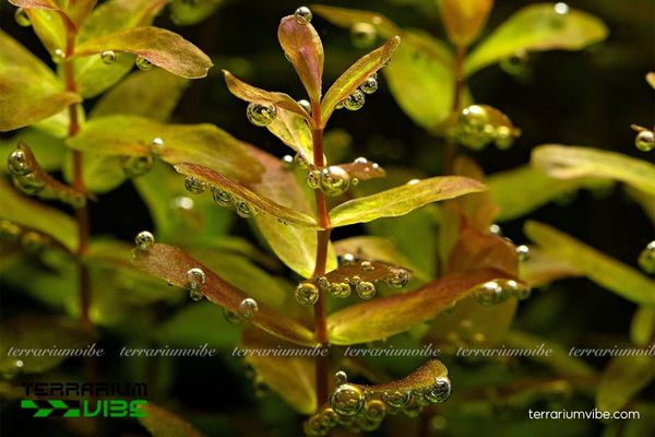 Cây Vảy Ốc Vàng 3 Cây Vảy Ốc Vàng dễ chăm, hợp nhiều loại terrarium,