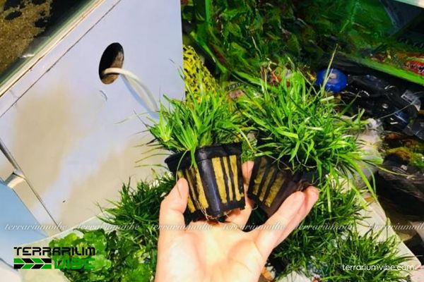 Cỏ Bắp Mỹ 2 Cỏ Bắp Mỹ thủy sinh mọc tự nhiên ở vùng đầm lầy và hồ nước ngọt,