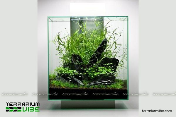 Cỏ Bắp Mỹ 3 Cỏ Bắp Mỹ trong terrarium xanh mát, dễ trồng và phối hợp với rêu, dương xỉ