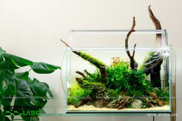 Cỏ Bắp Mỹ 4 Chăm sóc Cỏ Bắp Mỹ trong terrarium cần ánh sáng ổn định, độ ẩm cao