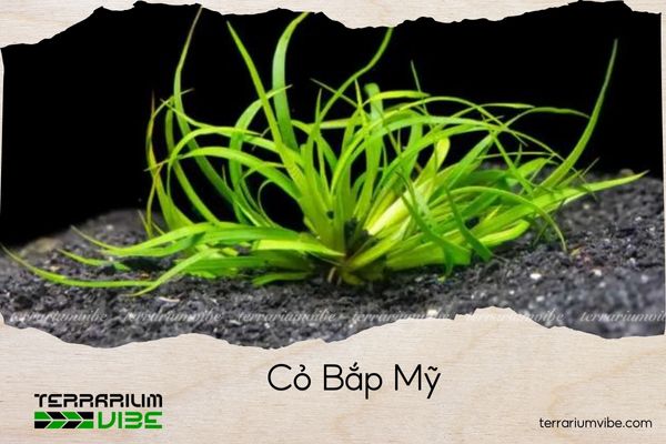 co-bap-my cỏ bắp mỹ