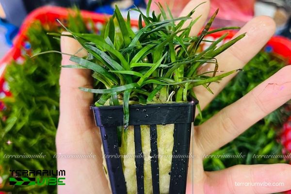 Cói Thanh Hoá 1 Tìm hiểu về đặc điểm hình thái của Cói Thanh Hóa