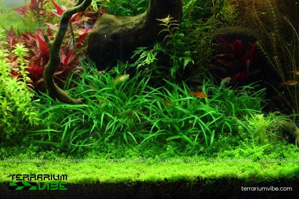 Cói Thanh Hoá 4 Chăm sóc Cói Thanh Hóa thủy sinh cần sáng vừa, ẩm mát