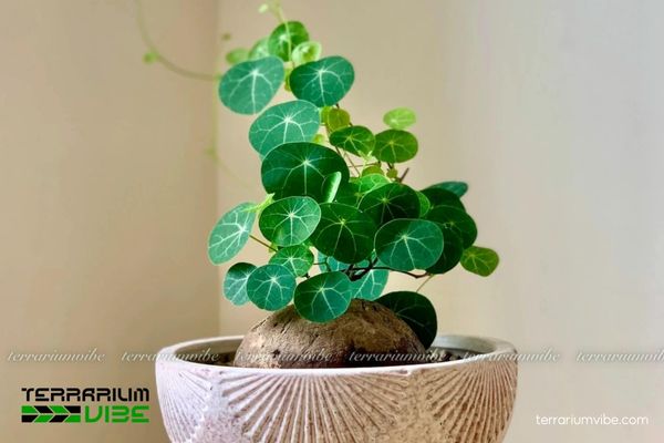 Củ Bình Vôi 1 Phân loại học và đặc điểm hình dáng của Củ Bình Vôi