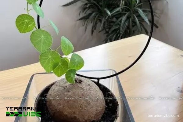 Củ Bình Vôi 2 Nguồn gốc và môi trường sống tự nhiên của Củ Bình Vôi