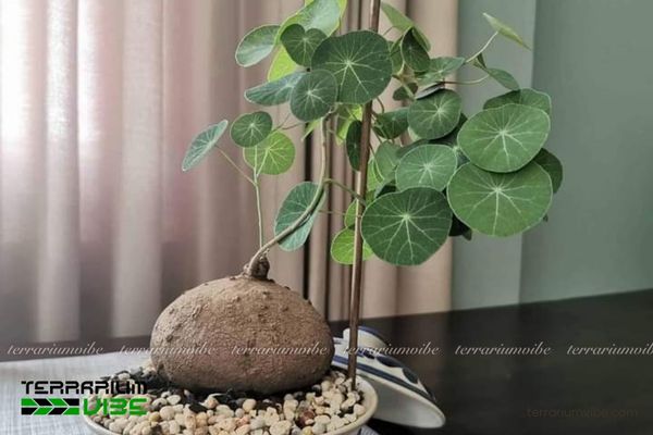 Củ Bình Vôi 3 Củ Bình Vôi phù hợp thiết kế trong bình terrarium mở