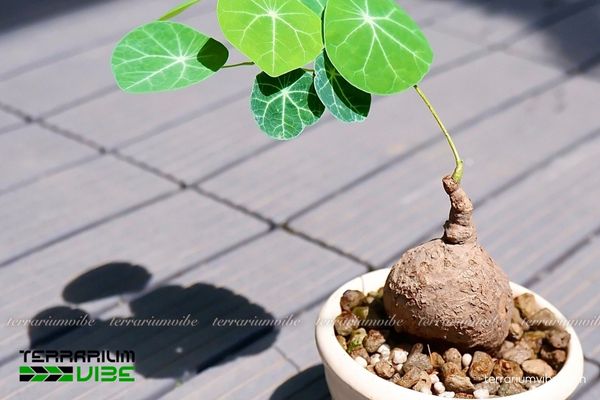 Củ Bình Vôi 4 Điều kiện môi trường cần thiết để Củ Bình Vôi phát triển tốt