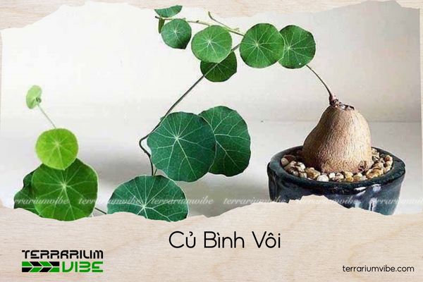 cu-binh-voi củ bình vôi