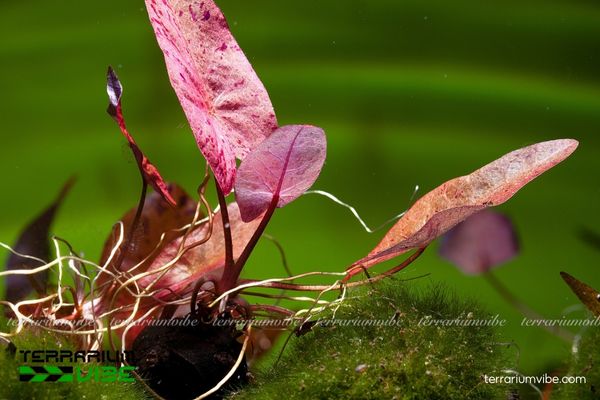 Củ Sen Tiger 1 Hình dáng và phân loại học của Củ Sen Tiger