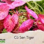củ sen tiger