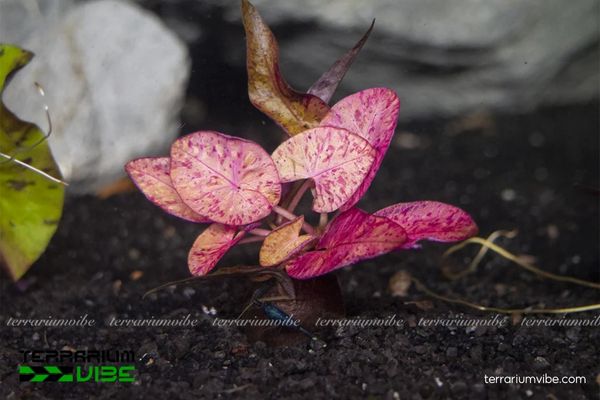 Củ Sen Tiger 2 Củ Sen Tiger ưa nước tĩnh, nền bùn giàu dinh dưỡng và ánh sáng mạnh