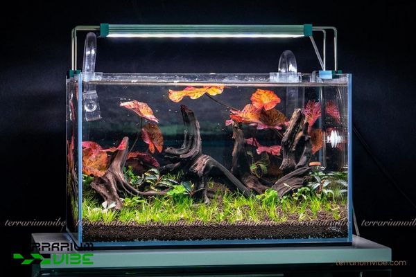 Củ Sen Tiger 3 Củ Sen Tiger thích terrarium bán cạn, nền giàu dinh dưỡng