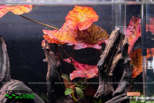 Củ Sen Tiger 4 Điều kiện môi trường cần thiết cho Củ Sen Tiger trong terrarium