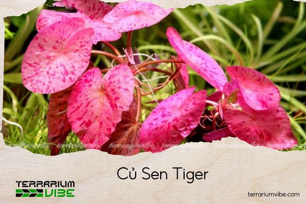 cu-sen-tiger củ sen tiger