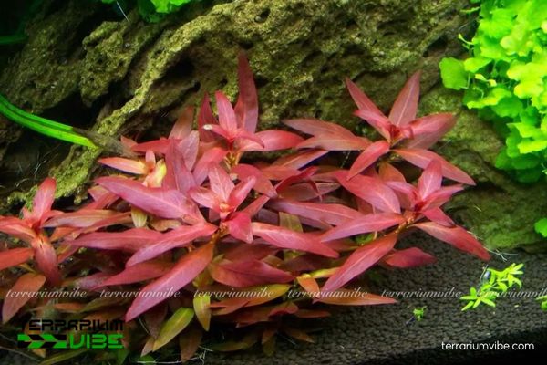 Đại Hồng Huyết 1 Phân loại học và hình dáng sinh học của cây Đại Hồng Huyết