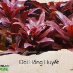 đại hồng huyết