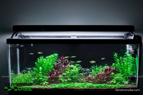 Đại Hồng Huyết 3 Đại Hồng Huyết thích hợp terrarium mở hoặc bán mở, kết hợp cây lá xanh