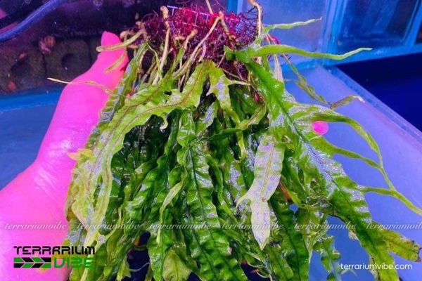 Dương xỉ Fork Leaf 1 Phân loại học và đặc tính sinh học của Dương xỉ Fork Leaf