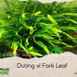 dương xỉ fork leaf