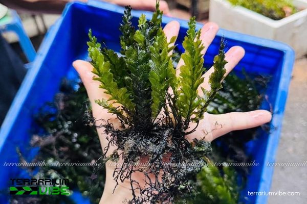 Dương xỉ Fork Leaf 2 Dương xỉ Fork Leaf phân bố ở vùng nhiệt đới, ưa đất ẩm