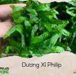 dương xỉ philip