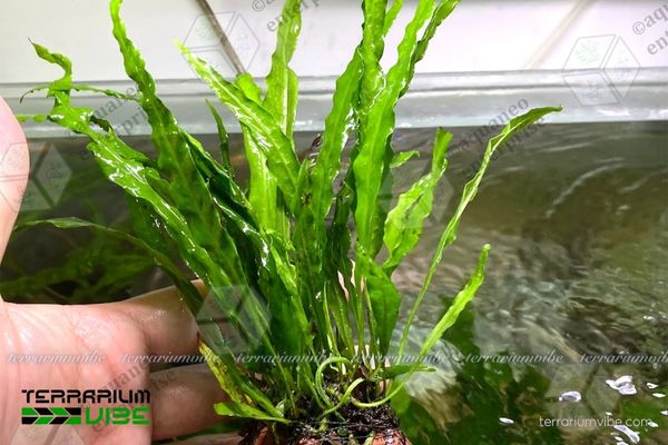 Dương Xỉ Philip 3 Dương xỉ Philip thích hợp trong đa dạng kiểu terraarium