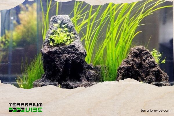 Hẹ nước thủy sinh 1 Hẹ nước thuỷ sinh có tên khoa học Vallisneria americana