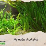 Hẹ nước thuỷ sinh