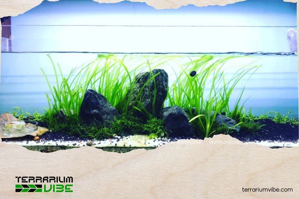 Hẹ nước thủy sinh 2 Cây hẹ nước bắt nguồn từ khu vực Châu Mỹ, sau đó lan rộng sang Úc và nhiều vùng châu Á