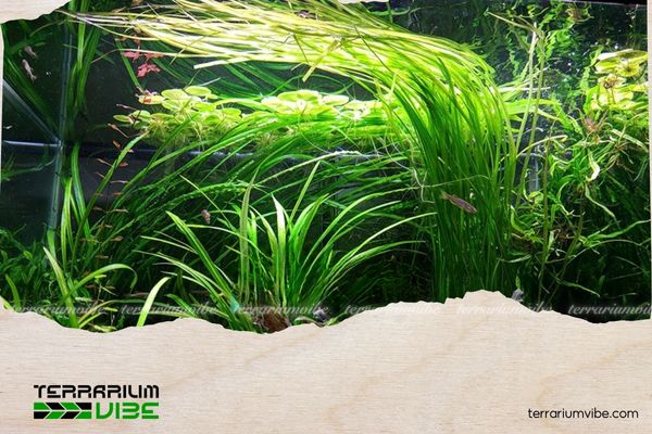 Hẹ nước thủy sinh 4 Hẹ nước thích hợp trồng trong hồ thuỷ sinh vừa - lớn, bể cá cảnh gia đình