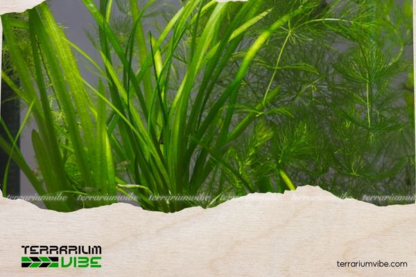 Hẹ nước thủy sinh 5 Thường xuyên thay nước 1-2 lần/tuần, cắt bỏ lá già/úa để cây phát triển