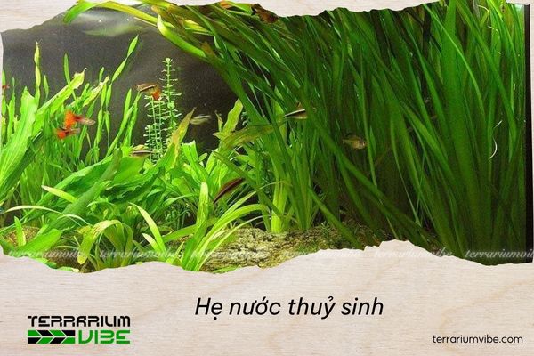 he-nuoc-thuy-sinh Hẹ nước thuỷ sinh