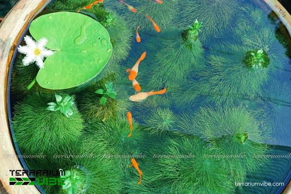 Lá Thủy Nữ 4 Điều kiện môi trường cần thiết để cây Thủy Nữ phát triển tốt