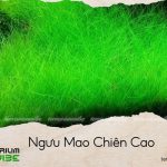 ngưu mao chiên cao