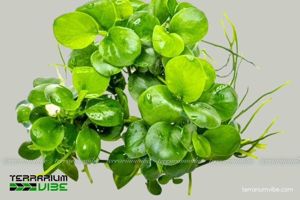 Ráy Lá Tròn Mini 2 Ráy Lá Tròn Mini sống trong môi trường nước ven sông