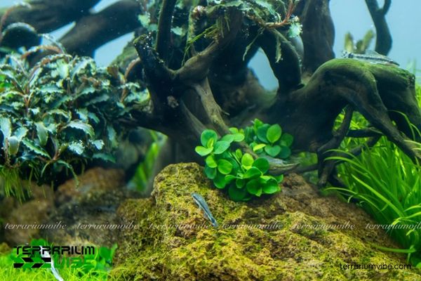 Ráy Lá Tròn Mini 3 Ráy Lá Tròn Mini có kích thước nhỏ, dễ chăm và phối cảnh trong terrarium