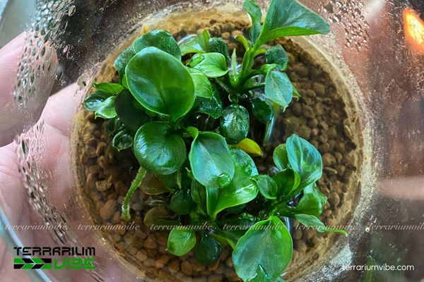 Ráy Lá Tròn Mini 4 Điều kiện môi trường sống cần thiết đáp ứng sự sinh trưởng của Ráy Lá Tròn Mini