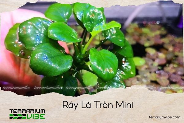 ray-la-tron-mini ráy lá tròn mini