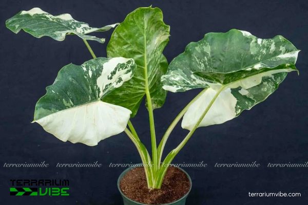 Ráy Var 1 Đặc điểm hình thái đặc trưng của Ráy Var