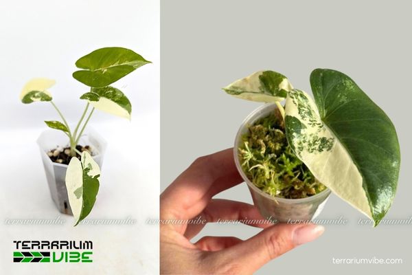 Ráy Var 2 Ráy Var sống trông môi trường nhiệt đới ẩm, râm mát