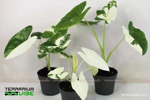 Ráy Var 3 Lưu ý khi thiết kế mô hình tiểu cảnh với Ráy Var