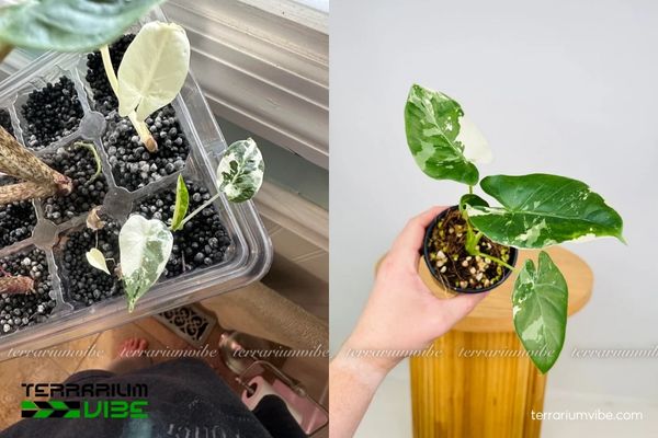 Ráy Var 4 Điều kiện chăm sóc cây Ráy Var phát triển tốt trong terrarium