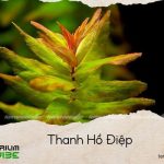 thanh hồ điệp