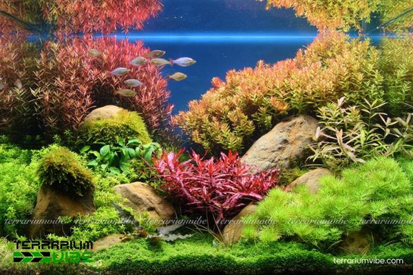 Thanh Hồ Điệp 4 Chăm sóc Thanh Hồ Điệp cần sáng mạnh, CO₂, nền dinh dưỡng