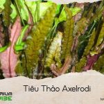 tiêu thảo axelrodi